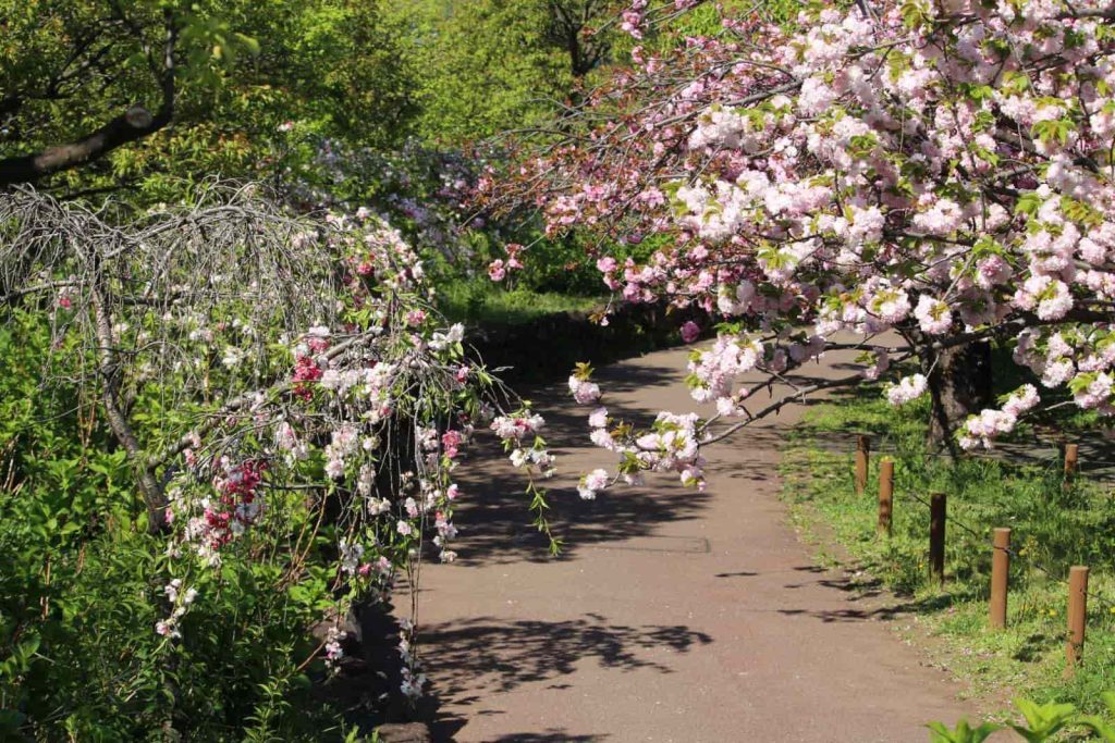 auap-1143-adachi-nogyoen-sakura-late-bloom--250416_150148_img_5784_eos-min